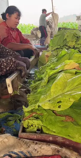 Lettuce packaging