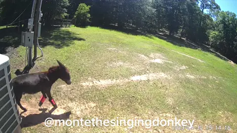 What #montethesingingdonkey does when he sees me watching out the window during work 😂👹 #yardgoblin #donkeytok #turdherd #texas #hotgirlsummer 