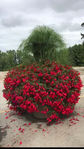 Waterfall begonias are vigorous growing annual that put on a showstopping performace in the full sun!  #begonia #trailingbegonia #containergarden #gardens #gardening
