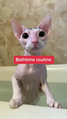 Bathtime routine for my two hairless cats! #sphynx #donskoy #catsoftiktok #pets #bathtimeroutine 