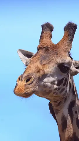 #viral_video #foryoupage #animetiktok #4u #animals #tiktok #treding #treding #tiktoknewsbd1 #tiktoknepal 