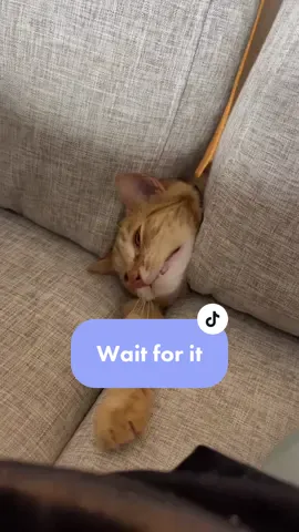 Sometimes he just dissapears into the couch like this ? #macattack #orangecatsoftiktok #cats #catsoftiktok #cattok #orangecattok #orangetabbycat #macaronithecat #stopyourescaringme #orangecat #orangetabby #whereismacaroni 