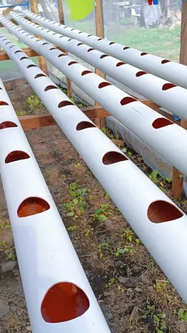 By cleaning the PVC tube before transplanting lettuce, you create a favorable and hygienic environment for the plants to thrive, ensuring efficient nutrient delivery and minimizing the risk of contamination or blockages that could hinder their growth. #hydroponicsoftiktok #hydroponicsphilippines #hydroponicsystem #hydrophonics🌱 #fyp #hydroponics #hydroponicfarm #hydroponicgardening #hydroponicsph #hydroponicfarming #tipidhacksphilippines #knowledgesharing 