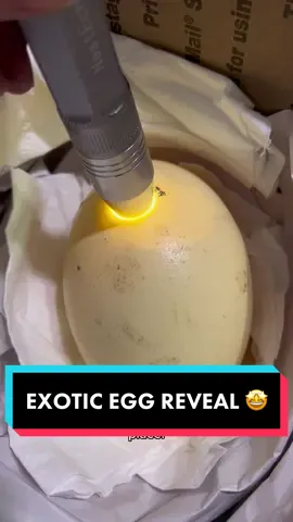 We now have a Rhea egg! Though with that air cell it may as well be called a Raisin egg. 🍇 Raisinette? 🤔 UGH, I’m so bummed! #exotic #exoticpets #rhea #bird #emu #aircell #shipping #damage #broken #hatch #hatching #hatchingegg #newaddition #new #PetsOfTikTok #farmlife #country #montgomery #texas #moco #tx 
