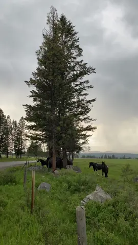 A field full of horses in beautiful British Columbia #britishcolumbia #Canada #horses #sunset #getoutside #justbreathe #explore #videoography #Nature #Outdoors  