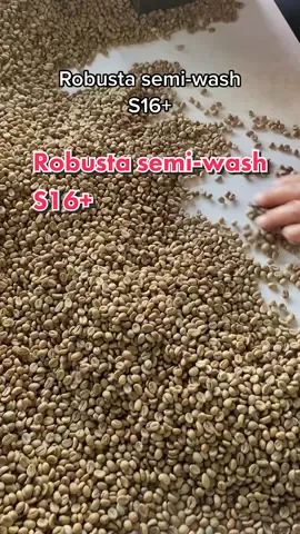 #caphenhanxanhgiatot #LearnOnTikTok #nhanxanhrobusta #caphenguyenlieu #greenbeans 