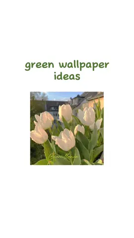 #wallpaperideas #greenwallpaper #aesthetic #green #pinterest #tulips #iariellania #fyp #foryou #zyxcba #softgreen 