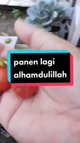 Panen ditengah gempuran Hama daun tomat jadinya brondol.. butuh perawatan ekstra..hehe #CapCut #hijaukanindonesia #berkebunorganik #naibai #pakcoy #tomat #tomatcherry #berkebundirumahaja #hijaukanbumi 