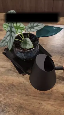 These watering leaves helps you water your plant by aiding the water directly to the roots. These are so much more effective than spray bottles because they help you keep moisture off your leaves (avoiding leaf rot). Keep your regular watering routine and quantities. Easy to use. No maintenance required. These are for the plant lovers who have time to give their indoor plants some TLC. Three colours available: Dark Greek Lime Green Turquoise #wateringleaves #watering #leaves #indoorplants #houseplantsnz #nzplants #Auckland #kiwigardens #indoorgarden #CapCut 