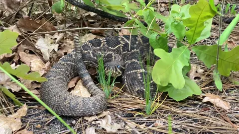 Eastern diamondback rattlesnake deep in shed, hiked up in Mississippi. 🐍 #edb #easterndiamondback #easterndiamondbackrattlesnake #crotalus #crotalusadamanteus #rattlesnake #rattlesnakes #rattlesnakesoftiktok #mississippi #mississippiwildlife #wild #wildlife #nature #reptile #animal #venom #venomous #venomoussnake #inshed #snakesinshed #rattle #buzzing 