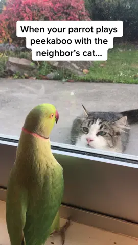 The cat really said “is he for real?” to the camera 🤣🤣🤣 Follow @Pubity for more #Pubity (Matt Yates via @ViralHog)