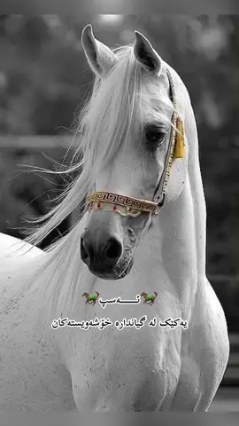 ئەسپ سواری بە توانا @Hozan  فۆڵۆ بکەن #ئەسپ_سوارەکان #horse 