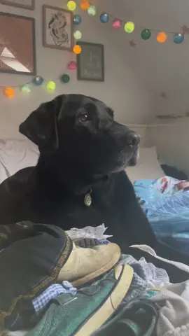 Woodys bedtime serenade!!!  #blacklabsofinstagram #blacklabsmatter #dogsinging #dogfunny #dogreels #reelspet #blacklabradorsquad #fypdog #dogfyp #dogmummy #dogmum #furmom #dogsarefamilytoo #dogmama #labradorlife 