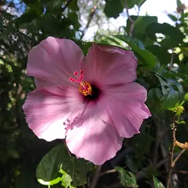 #Hawaii #Nanakuli #Aloha #towman