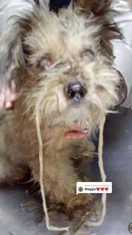 Replying to @Fiona Remember sweet blind and deaf Maggie? Well, this little princess has only gone and bagged herself a space on our next Happy Van and is starting to pack her suitcase already.  We couldn't be happier for this beautiful senior. Every life matters, and of course, we more than adore our seniors. Here's hoping the next time we meet Maggie, it will be in the UK! #Paws2Rescue #DogRescue #RomanianRescue #AdoptDontShop 