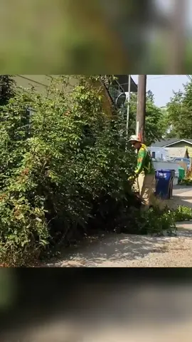 Overgrown shrub NEVER trimmed 🫣 #satisfying #lawncare #fyp 