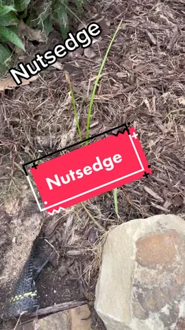 Do not pull nutsedge weeds in your yard #lawntok 