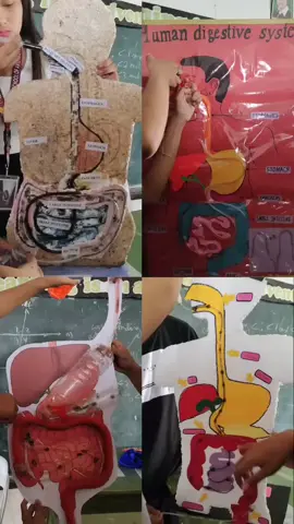 digestive system #CapCut #forcontentonly #capcutedit #schoollife #schooldays 