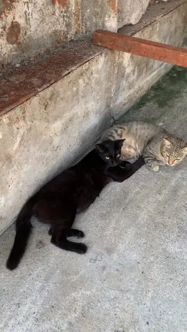 🗿#janganremasbijiku#fypシ#catsoftiktok 