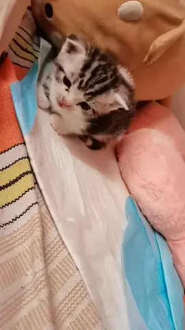 #cat 