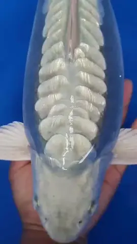 ikan kaca #ikan #kaca #transparan #foryou #foryoupage 