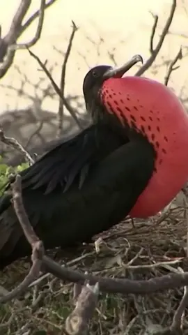 the frigate birds are the only seabirds in which male and female look strikingly different .females may not have the males bright red pouch but they are bigger than males . males frigate birds inflates their  red throat poaches to attract a mate .they can also fly for 2months without landing and sleep while flying.  #janwanstours #nature #tembeakenya🇰🇪🇰🇪🇰🇪💯💯💯 #frigatebird  #travel #adventure #animalplanet#realwildlife #endageredspecies #tembeakenya #wildlifeafrica #protect #conservation #wildlysurprising #africa #magicalkenya #zurukenya #wildafrica #wildlifephotography 