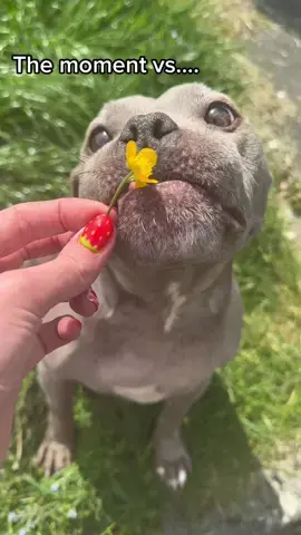 Bork ⚫️🌼⚫️ Blue did not eat the buttercup, they can be toxic for dogs if eaten💛 #sealdog #bluestaffy #dogsoftiktok #rescuedog #puppyeyes #staffordshirebullterrier #sog #bork 