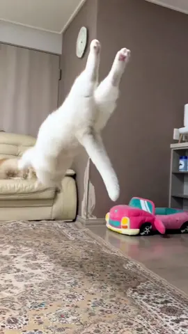 Very silly cats #funnyanimals #funny #funnyvideos #cat #catsoftiktok #funnycat #meme #fyp 