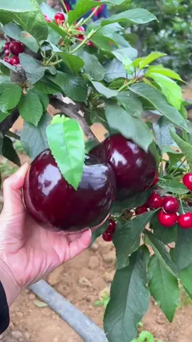 OMG😱so big cherry?🍒😱#usa #fruit #asmr 