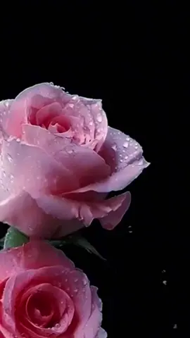 #كلمات #flowers #ماجده_الرومي_الرومانسيه #fliwersvidoos #musicvideo  