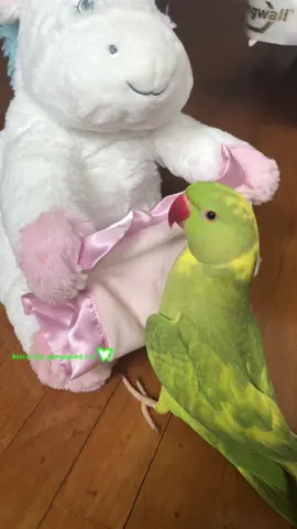 You PEEKAB👀, I PEEKAB👀 😂 . . . #peekaboo #fyp #fypシ #fypage #reel #reels #funny #lol #parrot #birb #birds #pet #pets #animal #animals #petmom #greenbird #greenparrot #talkingparrot #talkingbird #viral #funnypets #funnypet #adorable #animallover #cutenessoverloaded #😂 #riccothegreenpiedparrot #cutebird #cuteparrot #ringneckparrot #parakeet #plushie #plushies