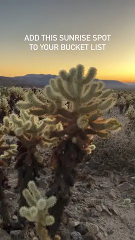 Have you visited this spot? WARNING: These cacti can “jump” and cling onto your skin or clothing as you walk past. If they cling onto you, it can be hard to get off due to their barbed spines. Please take care not to get too close.  #visitcalifornia #joshuatree #usnationalparks #nationalparkgeek #nationalparksusa #findyourpark #usatravel #outdoortravel 