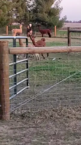 Abnormal Behavior Syndrome or Berserk Behavior #farmanimalrescue #farmsanctuary #animalrescue #alpacas #alpacasoftiktok #berserk 