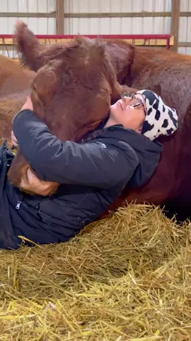 The cows at @thegentlebarn give the BEST snuggles! Head over to their page to follower their amazing sanctuary work! 🐮✨❤️ #CowTok#AnimalSanctuary#FarmAnimals #AnimalLovers#RescueAnimals#CuteAnimals#CuteCows#FarmLife