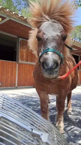 Sexy client🔥🔥 #happyhorse #funnyhorse #pony #happypony #funnypony #farrierlife #equestrian #equestrianlife #caballos #herradordecaballos #horse #fyp 