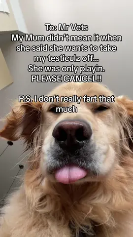 She was only playin #fyp #dogsoftiktok #goldenretrieversoftiktok #funnydog #funnydogvideos #dogtexting #dogtyping #dogtok #PetsOfTikTok #foryou 