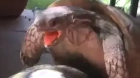 Funny Turtle Vine #fyp #foryoupage #fypシ #vine #vines #turtle #hilarious #funny