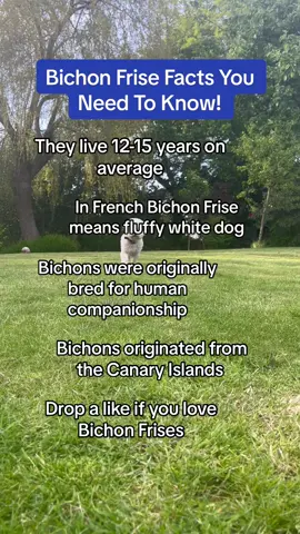 They look like Teddy Bears! #bichon #bichonfrise #bichonfrisefacts #dog #dogs #puppy #fact #facts #facttok #dogfacts 