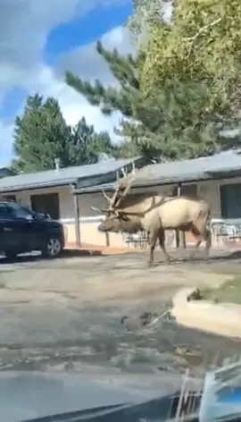 Big guy walking in a hotel parking lot last year during the rut. #bullelk #elk #wildlifephotography #animalsoftiktok #wildlifeoftiktok #fyp #foryoupage #estesparkelk #elkrut #elkrutcolorado #elkrutseason #bigbullelk #bullelkcolorado #coloradowildlife #estespark 