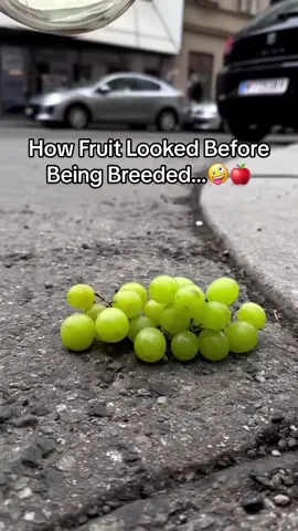 How Fruit Looked Before Being Breeded…🤪🍎 #fruit #humans #breeded #change 