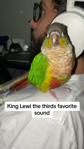 Fun fact: kiwi learned this by copying us when we were trying to copy his actual sound. 😭 such a cutie #greencheekconure #birdsoftiktok #birdmemes #cutebird #parrot #animalsoftiktok #birb #funnybird #conure #parrotsoftiktok #nugget #trending #kiwi #fyp 