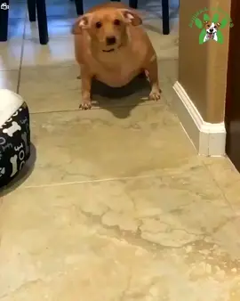 This Obese Dog Lost Over Half Her Body Weight!