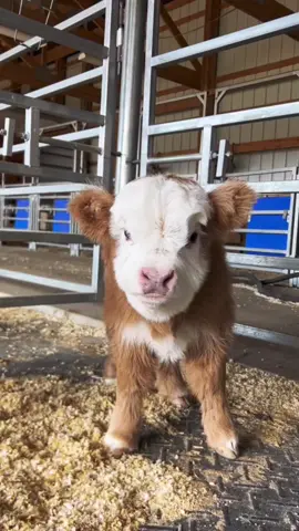 ☺️☺️#minicows #cowsoftiktok #cows #funnyfarm🐄🐐 #fyp #foryou 