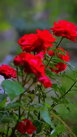 #floweraesthetic #jenisjenisbunga #flowers #kebun #naturehealingvibes #flores #beautiful #aesthetics #rose #mawar 