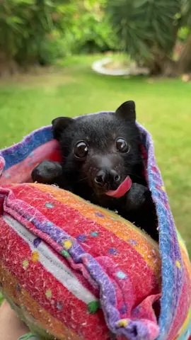 *bless you* 🧛🦇🤧 #FlyingFox #adorable #viralhog 