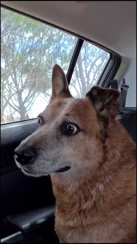 Bear vibes 🐕👀😅 #dog #heeler #bearsskills 🐻