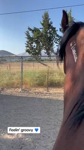 Life, I love you… all is groovy! 💙 Love you, Blitzy!  #farmanimalsantuary #farmlife #farmanimals #horse #mustang #wildhorse #feelingroovy #devilsgardenmustang #devilsgarden 