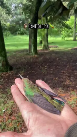 Un día de aves y redes en el campus de la Universidad Nacional de Colombia 🦉🦜🇨🇴#biologia #universidadnacionaldecolombia #colombia #aves #ornitologia #bogota 