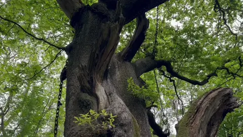 Chained Oak Tree near alton towers based on the ride hex #altontowers #alton#chainedoak #chainedoaktree #spooky #hex #oaktree#chainedoak2023 #altontowershex 