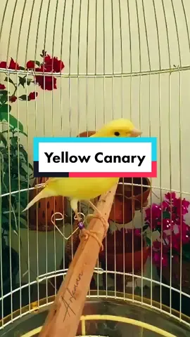 Yellow Canary gacor #capcut #burung #burungkenari #kenari #canary #canarybird #kenarikuning #gacor #burunggacor #kenarigacor #burungkenarigacor #hewan #animals #bird #hewanlucu #hewandidunia #hewanpeliharaan #tiktok #fyp #fypシ #fypシ゚viral 